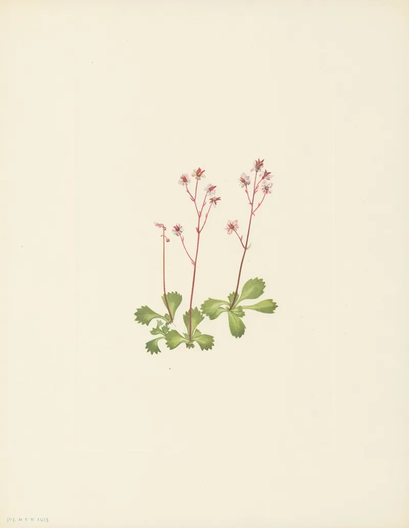 Redstem Saxifrage Saxifraga Lyallii 3