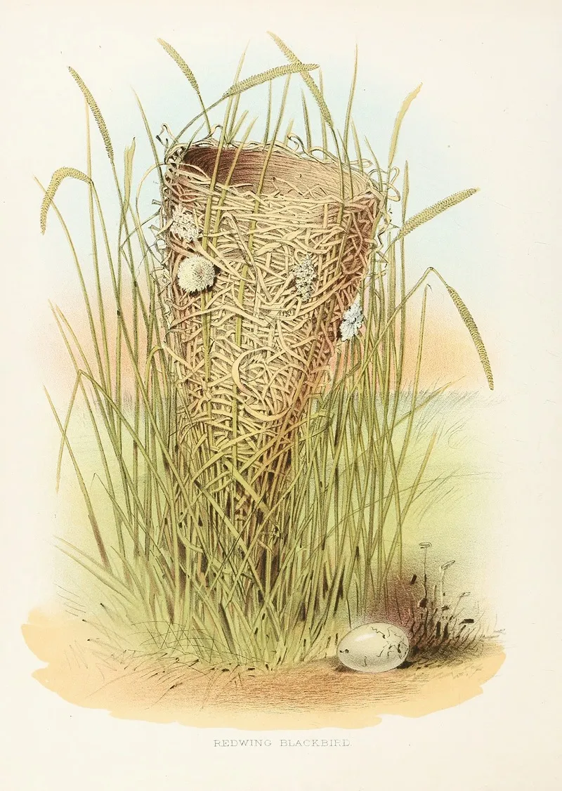 Redwing Blackbird by Edwin L. Sheppard - Canvas Print