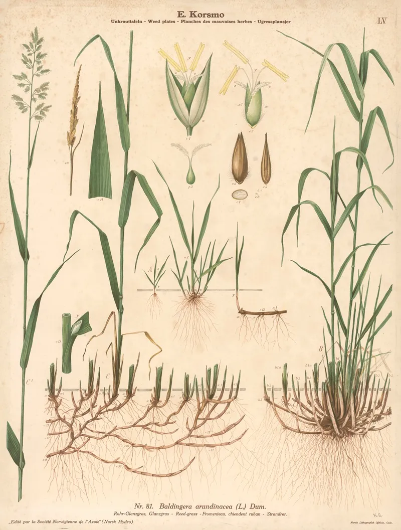 Reed Grass by Knut Quelprud - Canvas Print