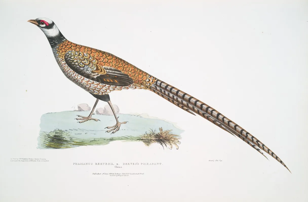 Reeves Pheasant Phasianus Reevesii by John Edward Gray - Canvas Print