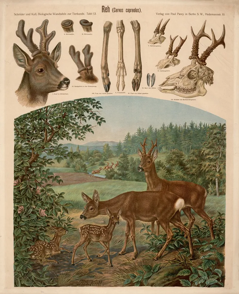 Reh Cervus Capreolus