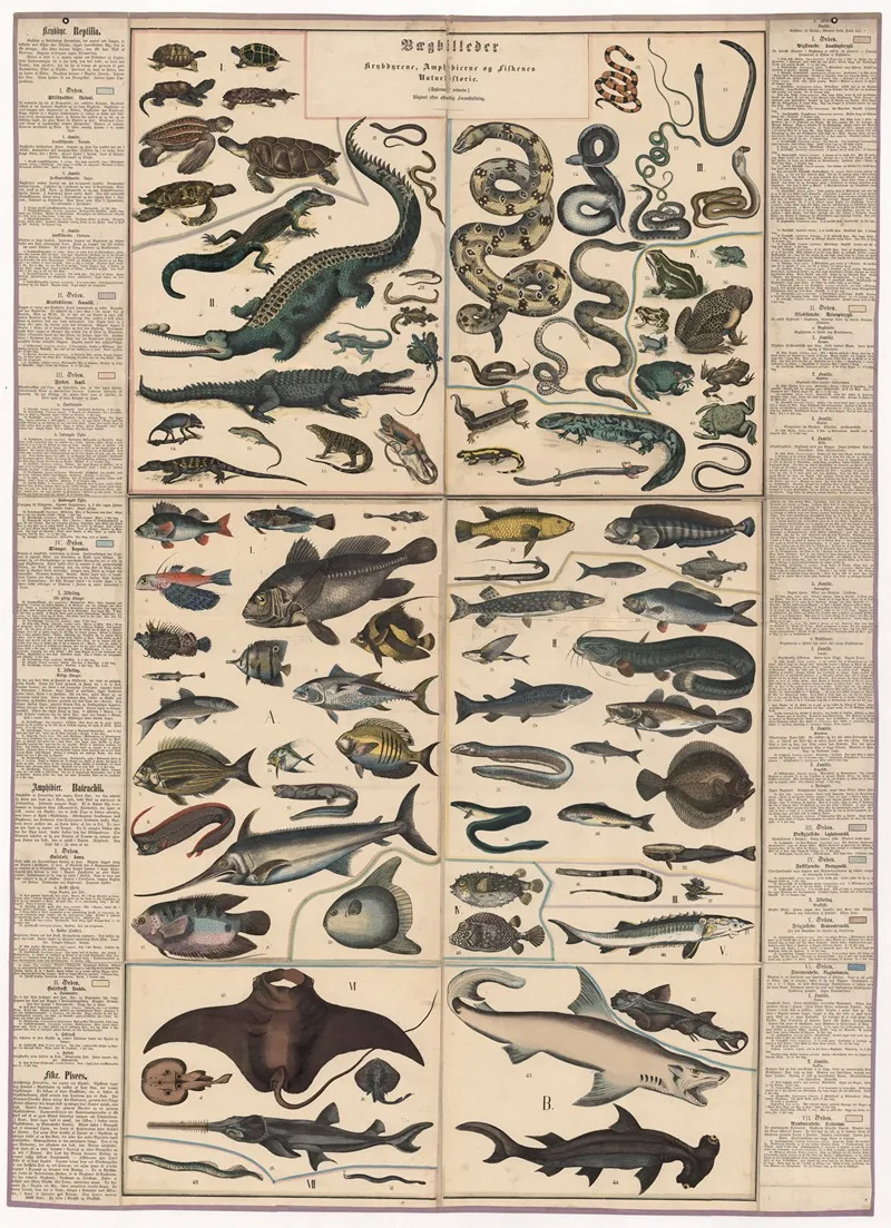 Reptiles Amphibians And Fish