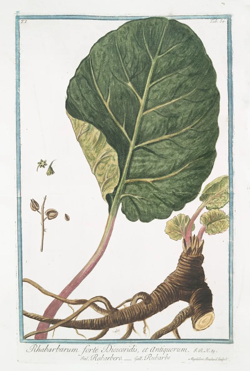 Rhabarbarum Forte Dioscoridis Et Antiquorum Rabarbero Rubarbe Rhubarb