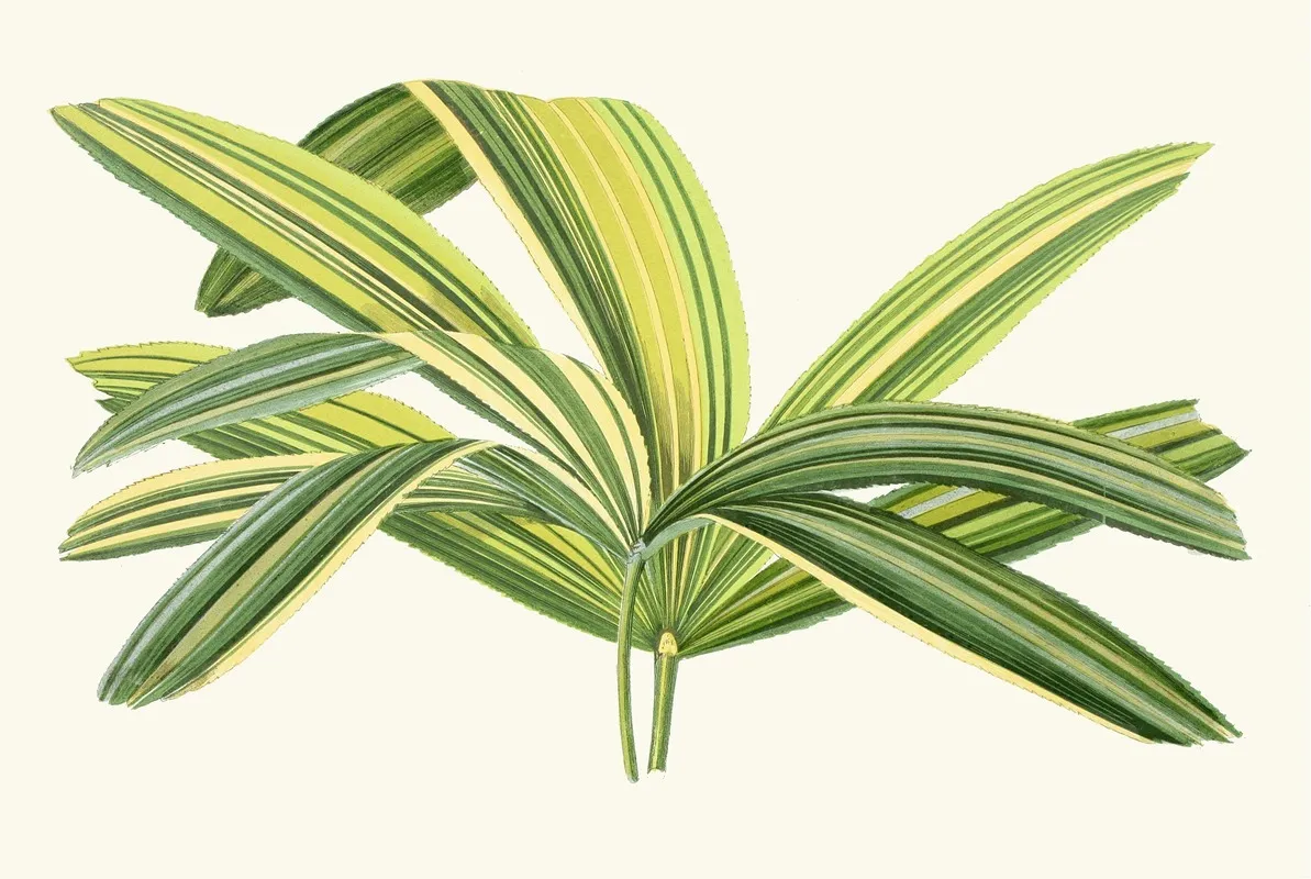 Rhapis Flabelliformis