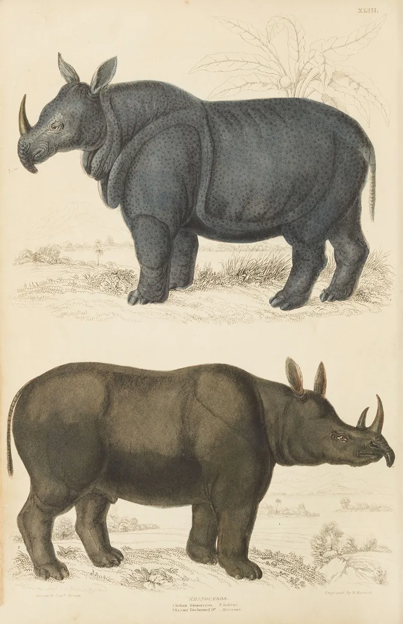 Rhinoceros 3 by William MacGillivray - Canvas Print