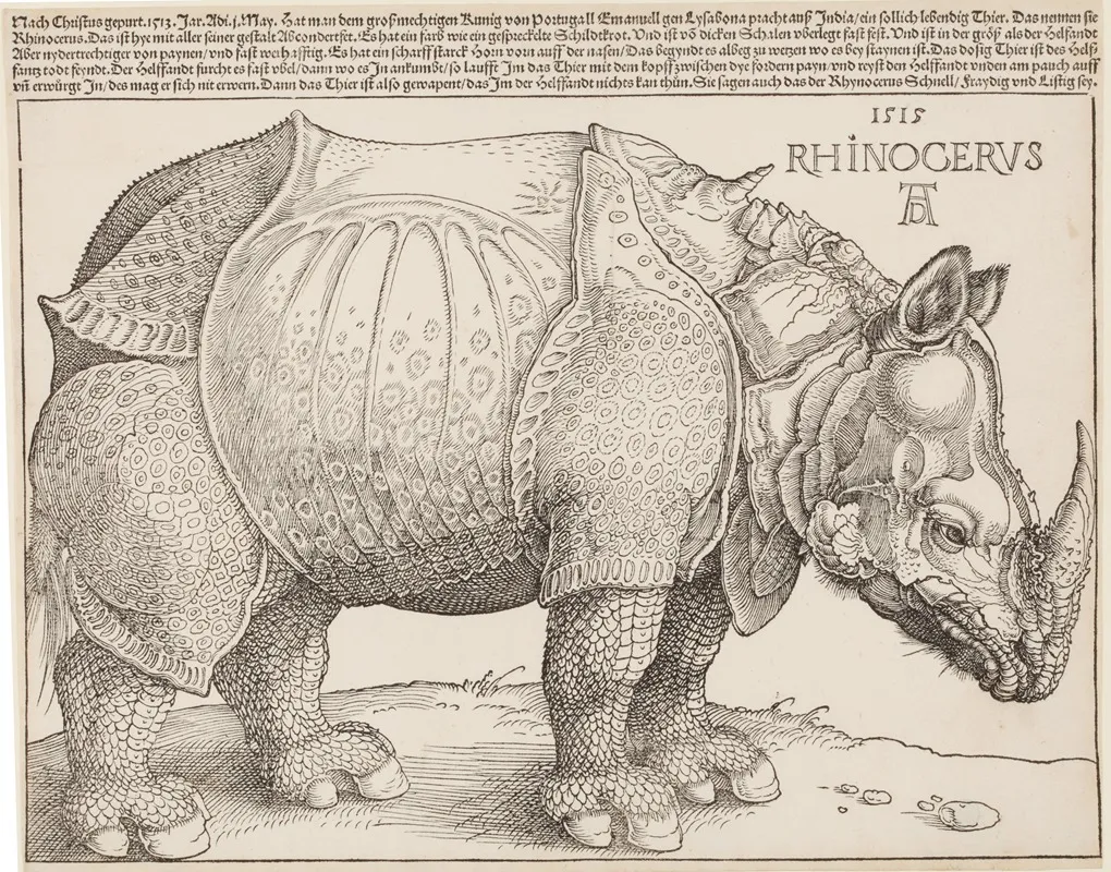 Rhinocerus Das Rhinozeros