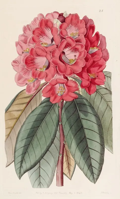 Rhododendron Rollissonii