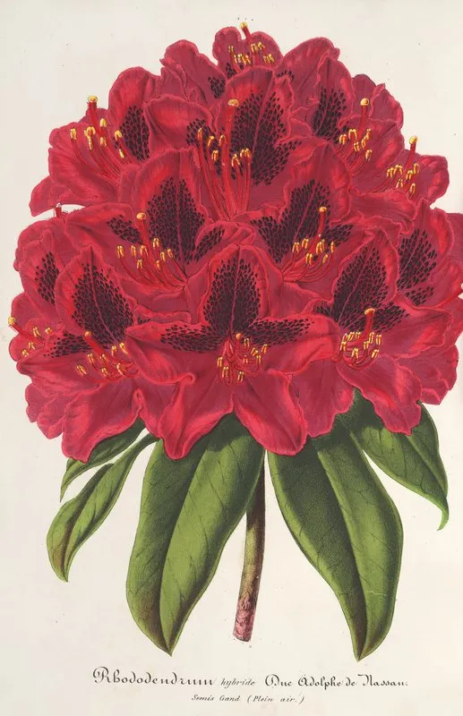 Rhododendrum Duc Adolphe De Nassau