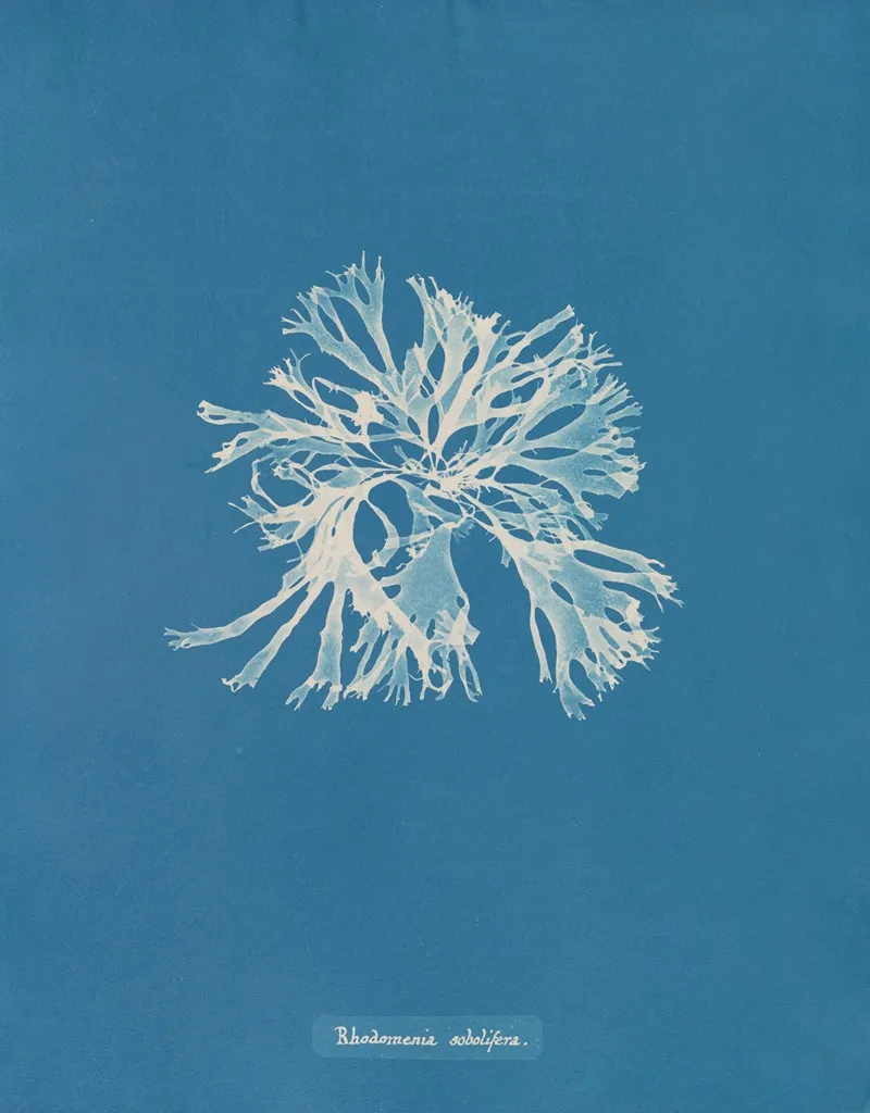 Rhodomenia Sobolifera