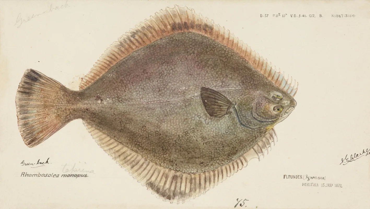 Rhombosolea Tapirina Flounder