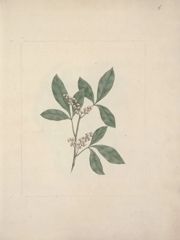 Rhus Glutinosa A Rich