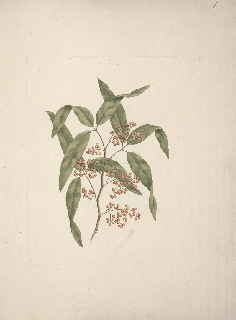 Rhus Retinorrhoea Oliver