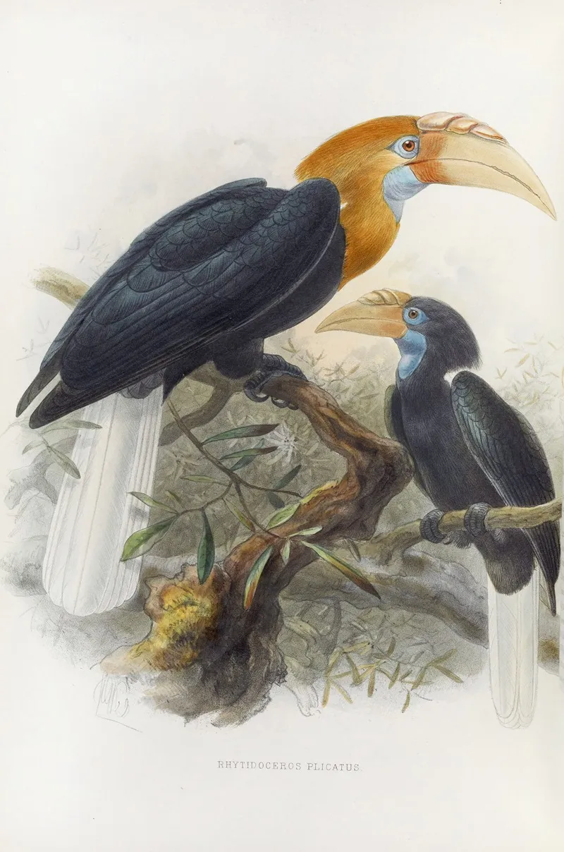 Rhytidoceros Plicatus