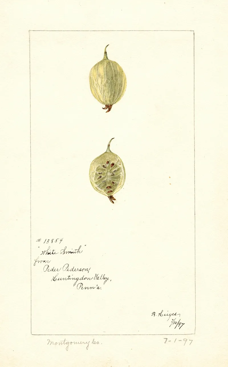 Ribes White Smith by Bertha Heiges - Canvas Print