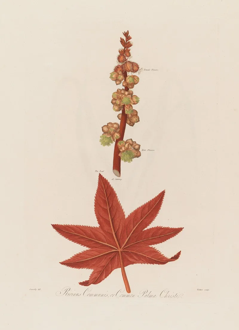 Ricinus Communis Or Common Palma Christi by Robert John Thornton - Canvas Print