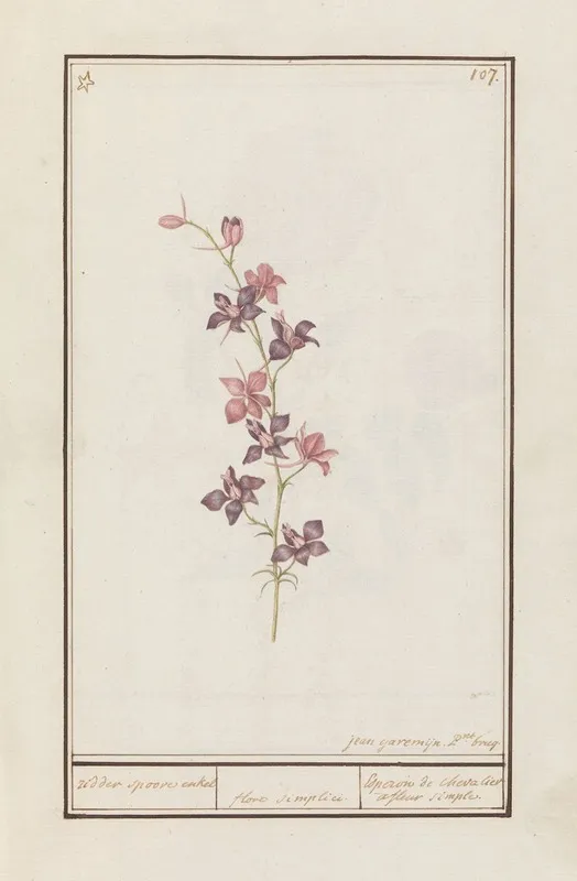 Ridderspoor Consolida