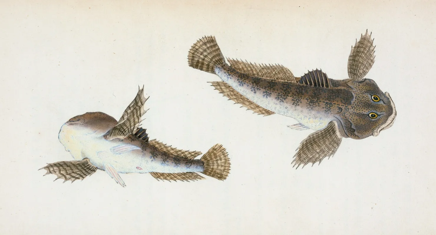 River Bull Head Cottus Gobio