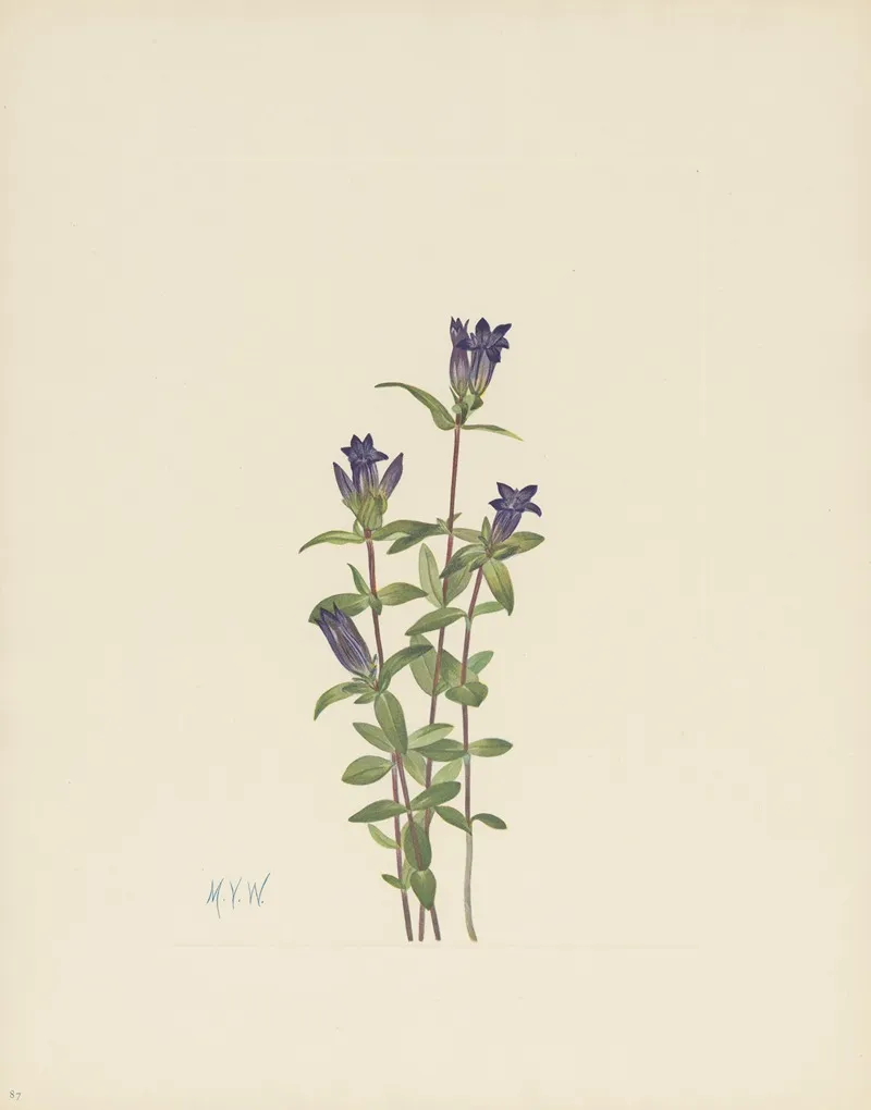 Riverbank Gentian Gentiana Affinis 3