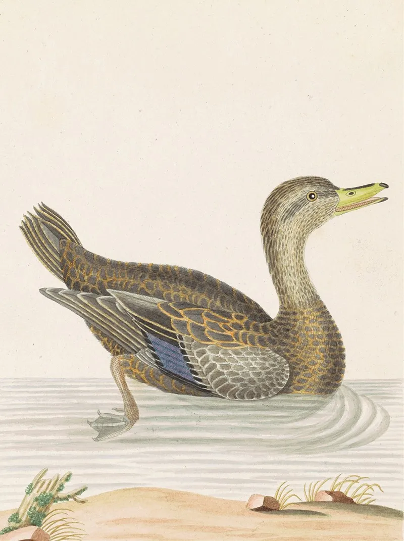 Roan Duck
