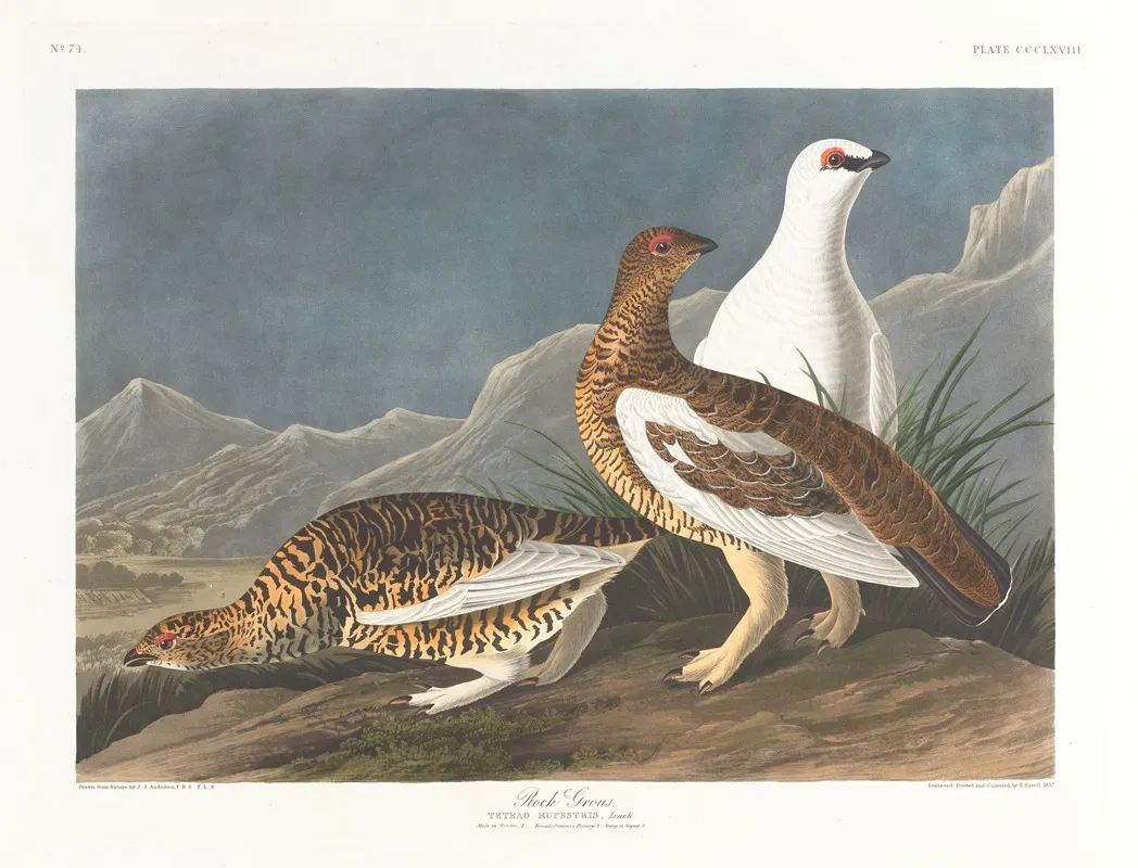 Rock Grous by John James Audubon - Canvas Print