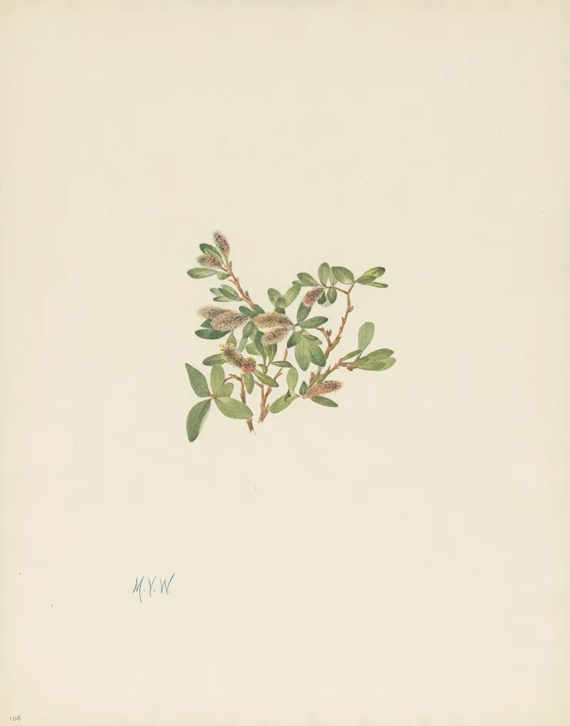 Rock Willow Salix Petrophila 3