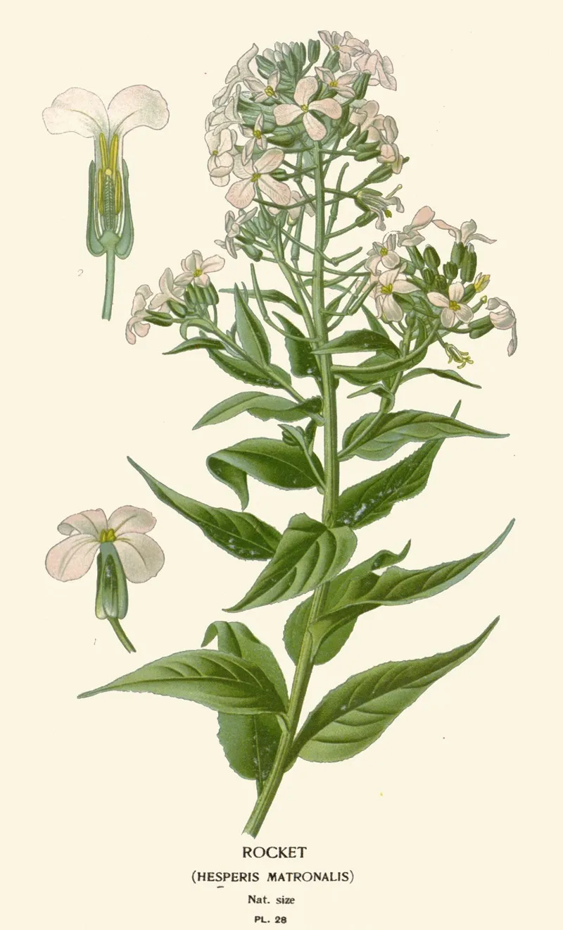 Rocket 2 by Edward Step - Canvas Print