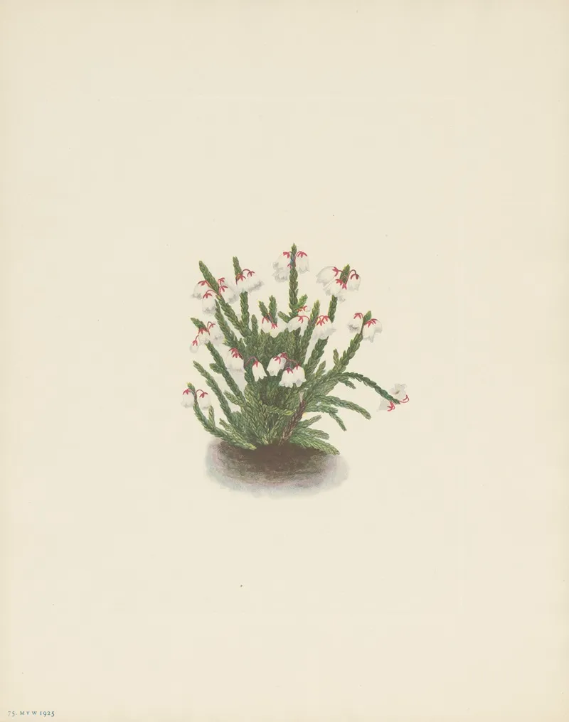 Rocky Mountain Cassiope Cassiope Mertensiana 3