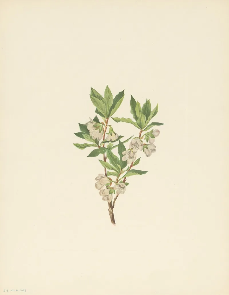 Rocky Mountain Rhododendron Rhododendron Albiflorum 3