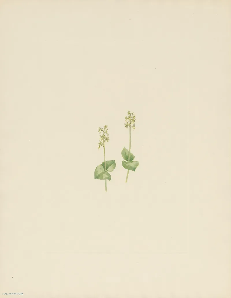 Rocky Mountain Twayblade Ophrys Nephrophylla 2