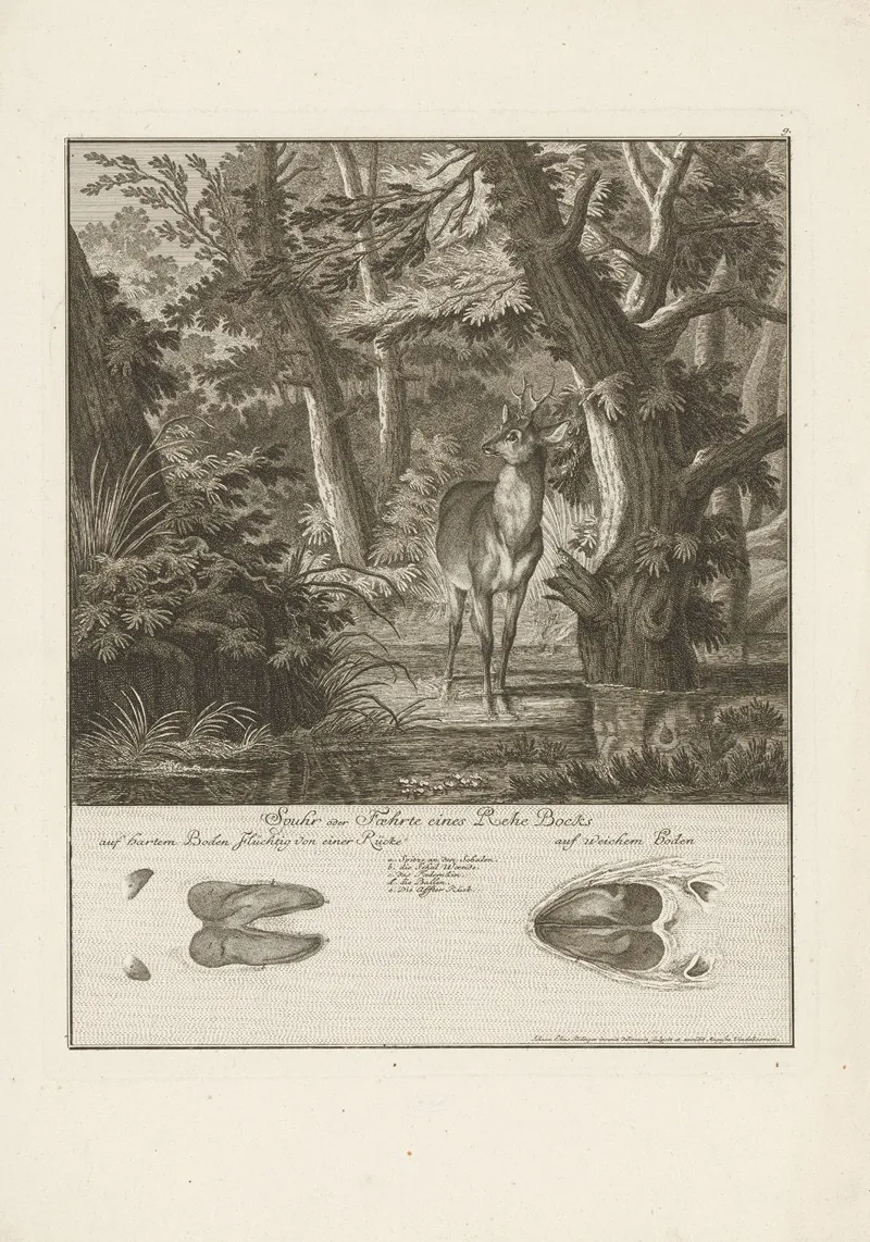 Roe Deer With Tracks