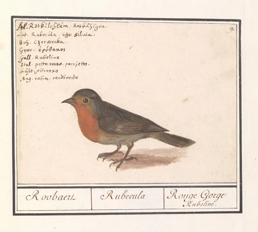Roodborst Erithacus Rubecula