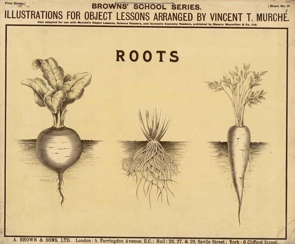 Roots