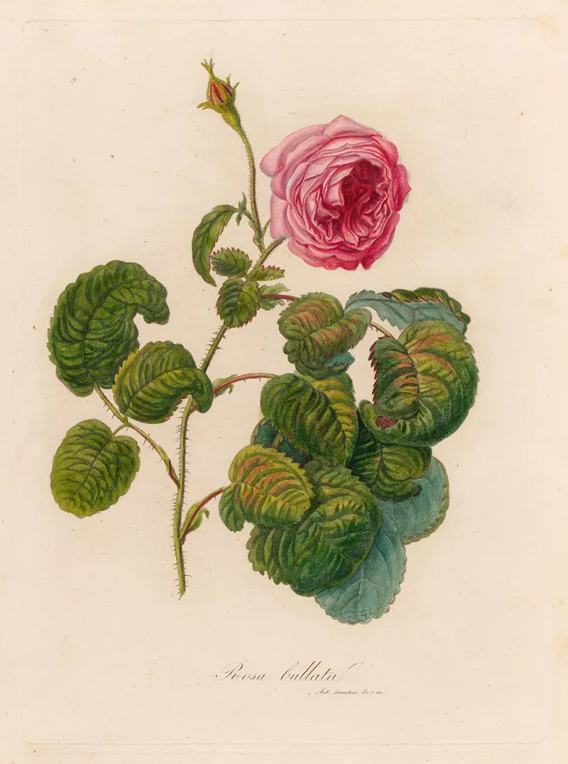 Rosa Bullata