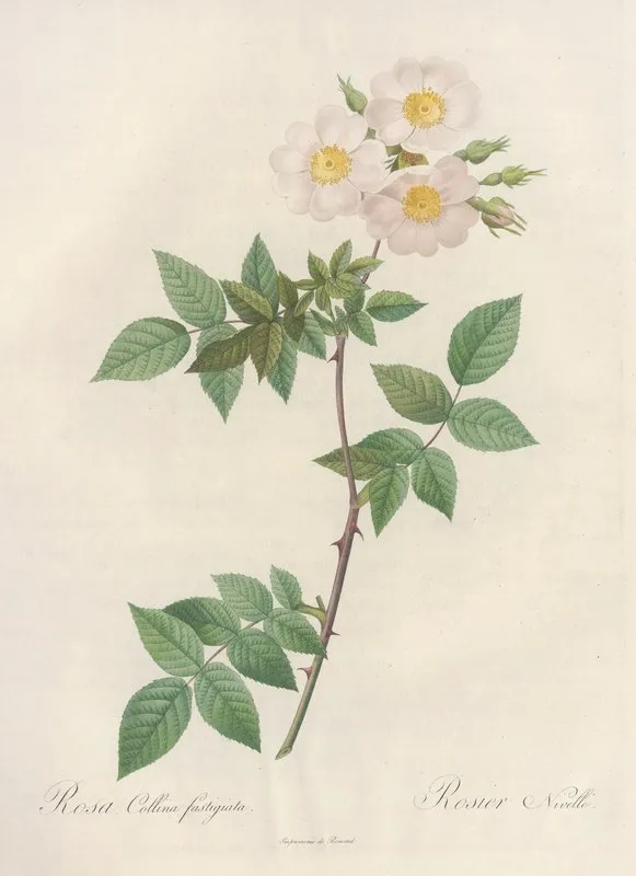 Rosa Collina Fastigiata