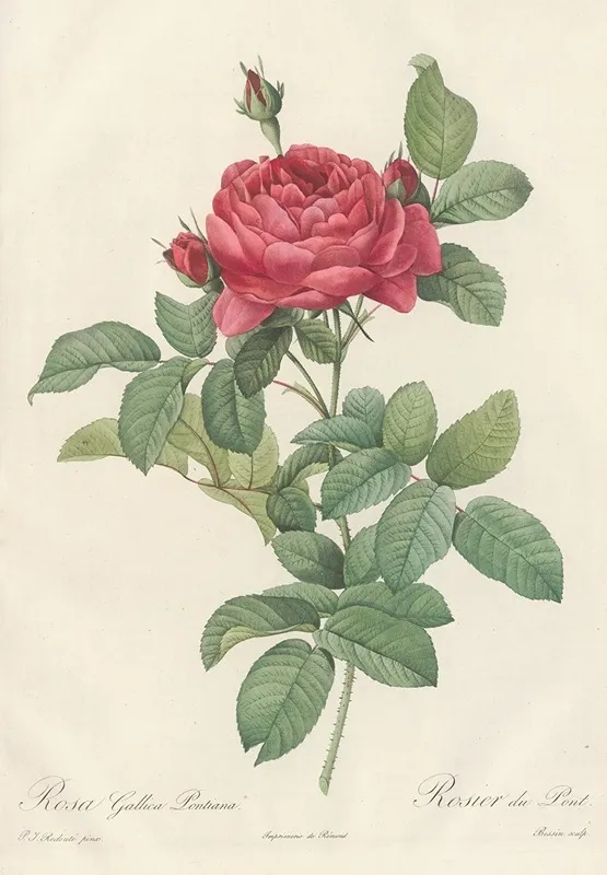 Rosa Gallica Pontiana