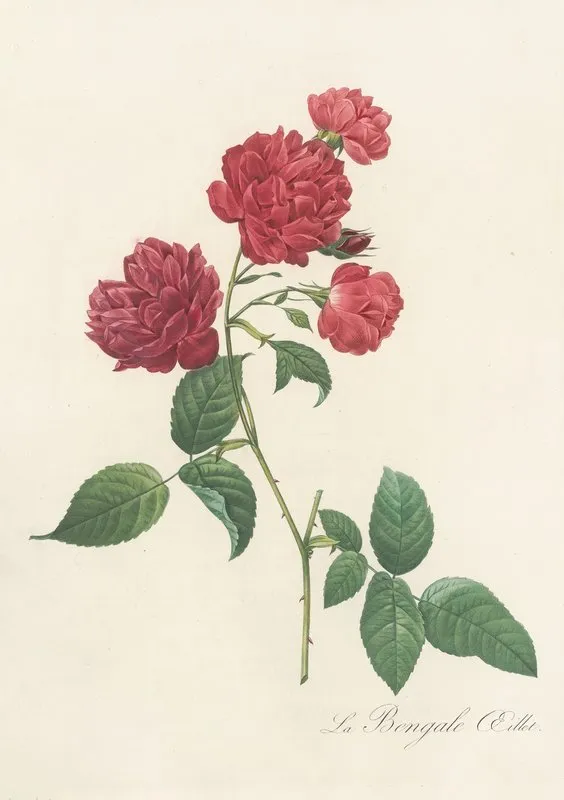 Rosa Indica Caryophyllea