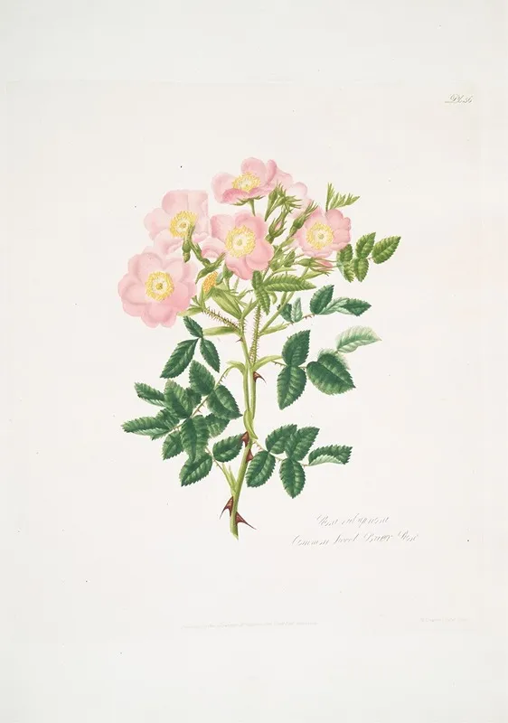 Rosa Indigossa