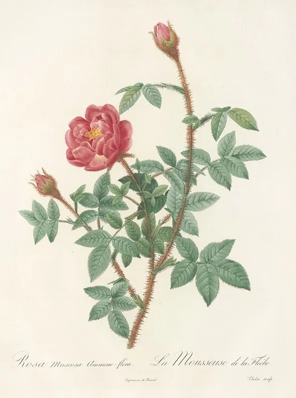 Rosa Muscosa Anemone Flora