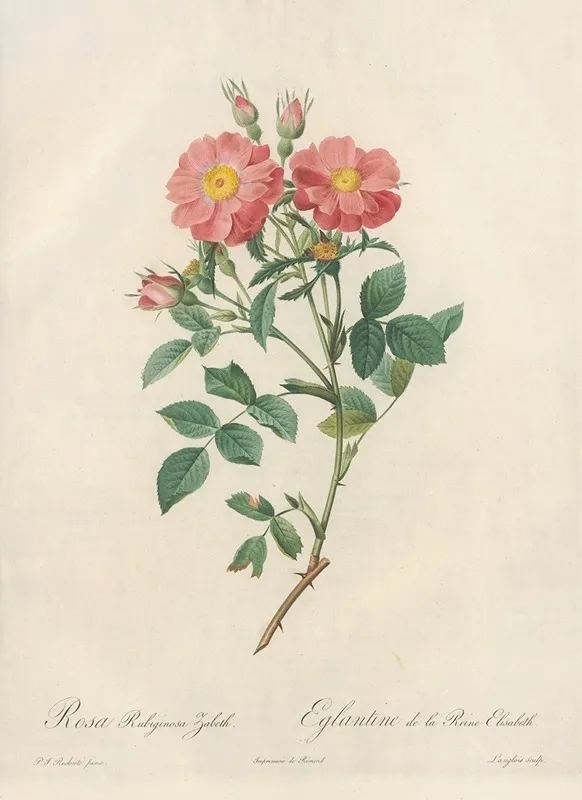 Rosa Rubiginosa Zabeth