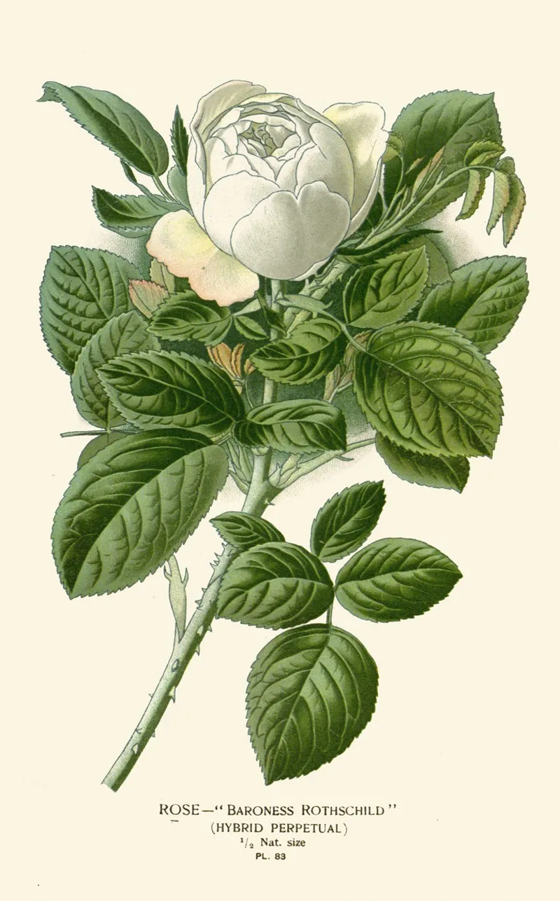 Rose Baroness Rothschild by Edward Step - Canvas Print