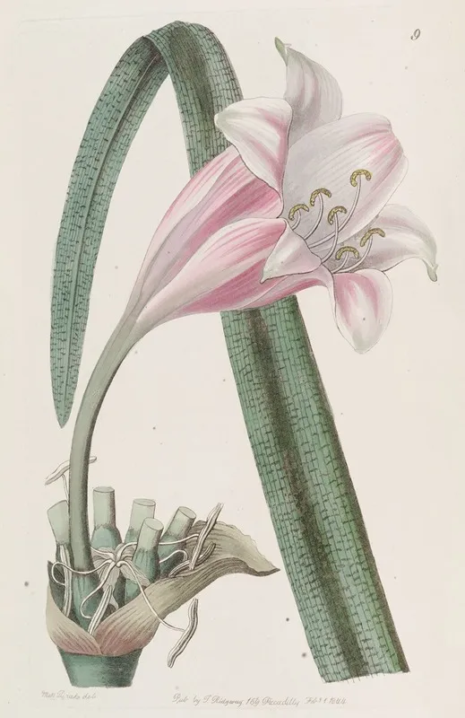 Rose Coloured Changeable Crinum