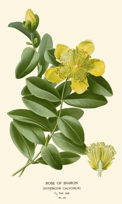 Rose Of Sharon by Edward Step - Canvas Print