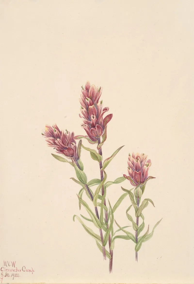 Rose Paintbrush Castilleja Pallida 2