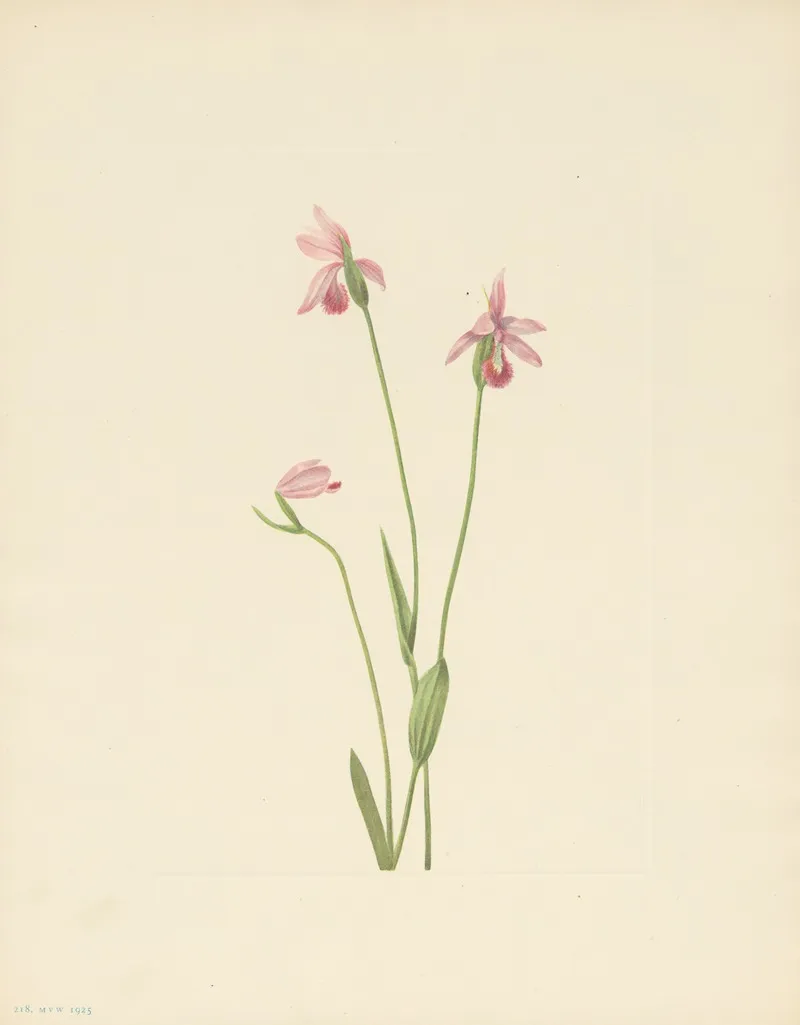 Rose Pogonia Pogonia Ophioglossoides 3