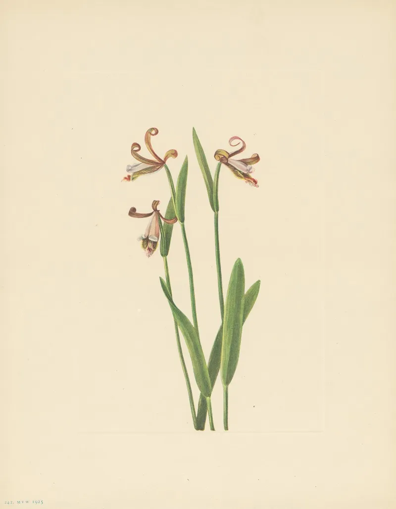 Rosebud Orchid Pogonia Divaricata 3