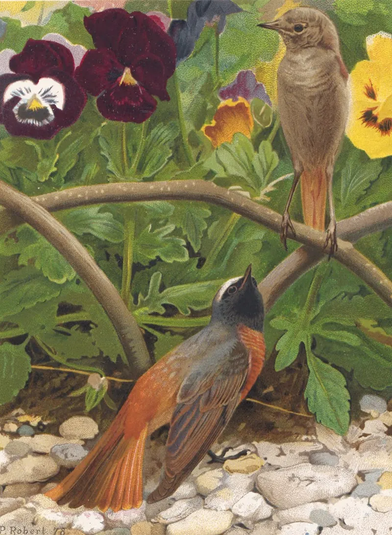 Rossignol De Murailles by Léo-Paul Robert - Canvas Print