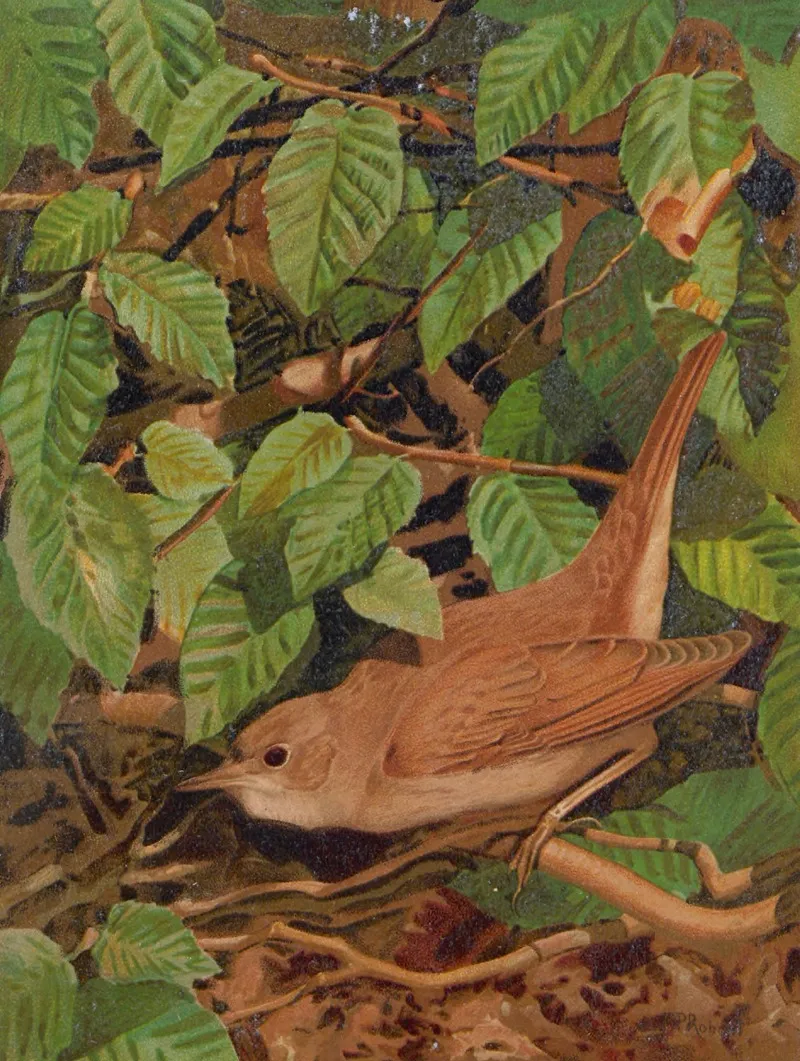 Rossignol by Léo-Paul Robert - Canvas Print