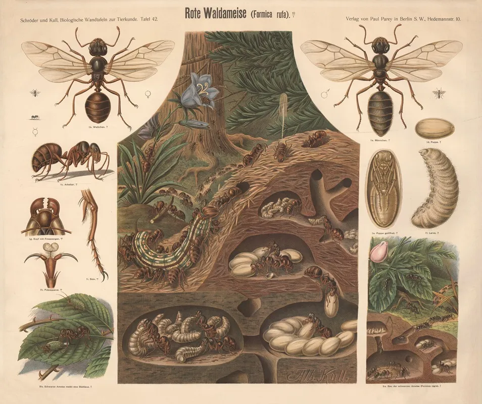 Rote Waldmeise Formica Rufa