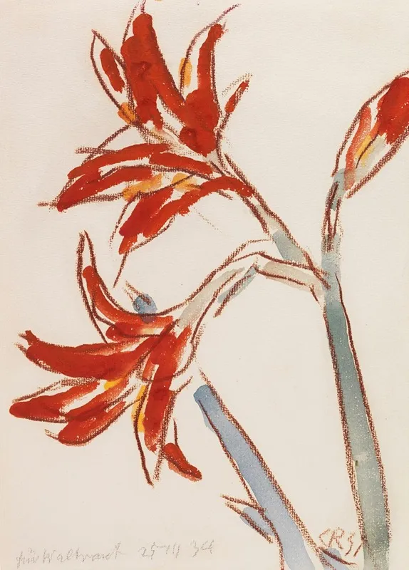 Roter Amaryllis