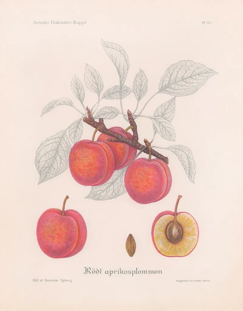 Rott Aprikosplommon